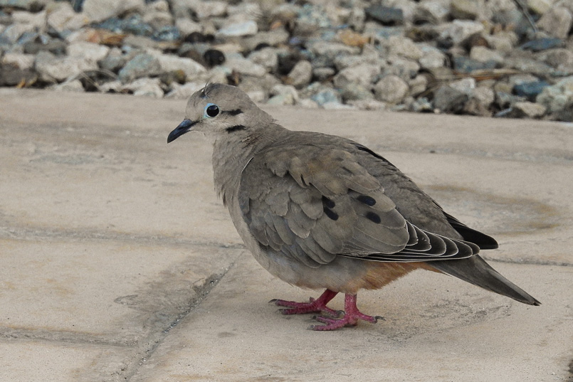 Fåglar på Aruba