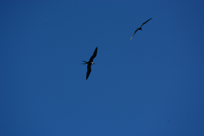 Fåglar på Aruba